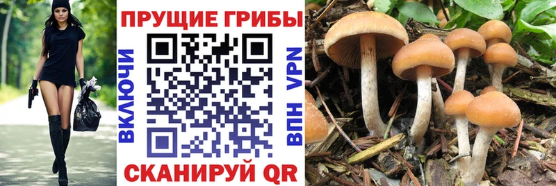 Псилоцибиновые грибы Cubensis  Вилюйск 